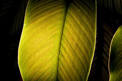 Close-up of leaves