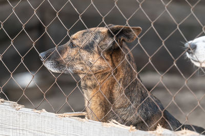 Close-up of a fence in zoo