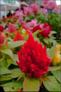 Close-up of red flowers