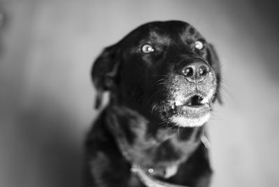 Close-up of dog