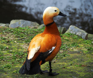 Close-up of bird perching on a land