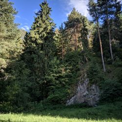 Trees in forest against sky