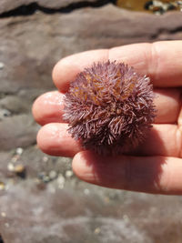 Close-up of hand holding urchin at beach