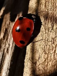 Close-up of ladybug on wood