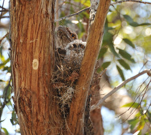 Close-up of squirrel on tree trunk