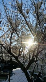 Low angle view of sunlight streaming through bare tree