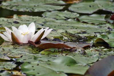 Close-up of plants