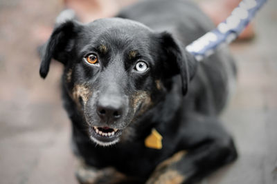 Close-up portrait of black dog