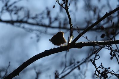 Low angle view of bird perching on branch