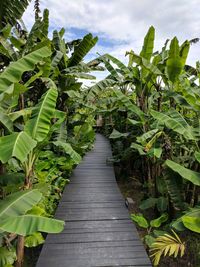 Boardwalk amidst plants against sky