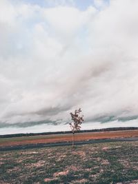 Scenic view of field against sky