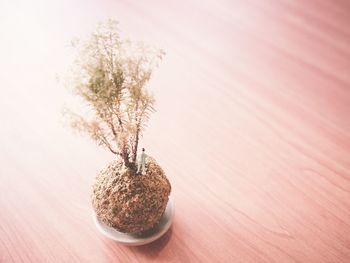 Figurine in potted plant in table