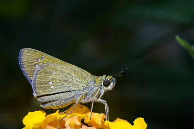 Close-up of butterfly pollinating on flower