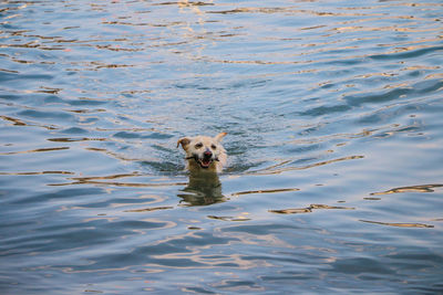 Portrait of dog swimming in water