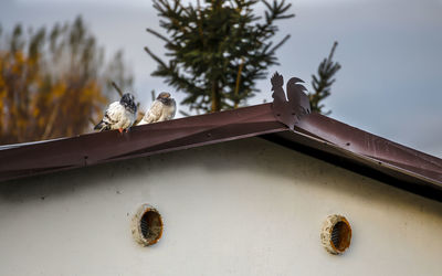 Low angle view of bird perching on roof against sky