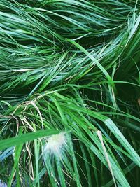 Full frame of leaves