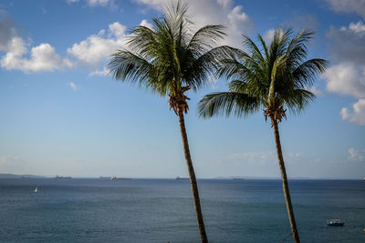 Palm tree by sea against sky