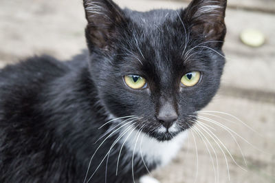 Close-up portrait of cat