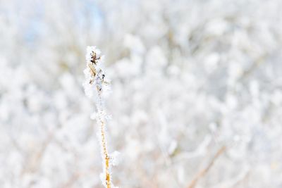 Close-up of frozen plant