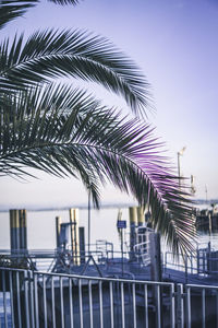 Low angle view of palm tree against sky