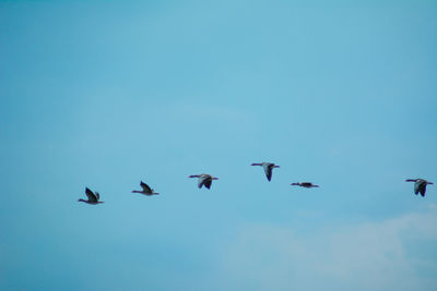 Low angle view of birds flying against clear blue sky