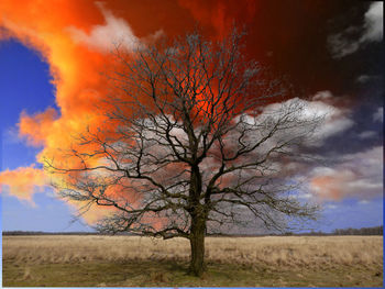 Bare tree on field