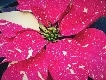 Close-up of raindrops on pink flower