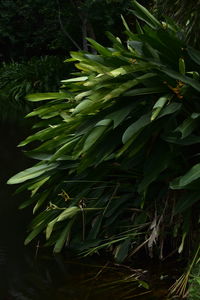 Close-up of green leaves