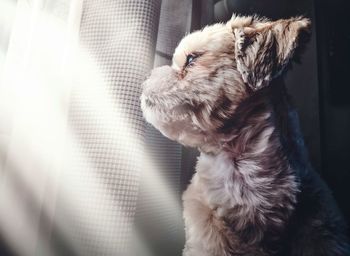 Close-up of a dog looking away