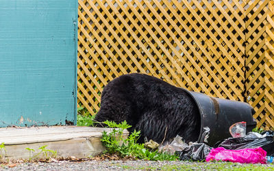 View of an animal sleeping against wall