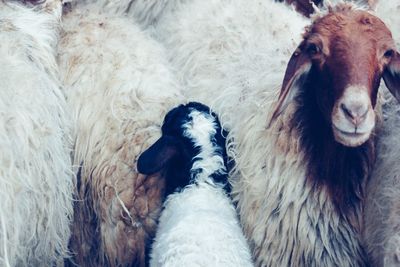 Close-up portrait of goat