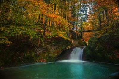 Scenic view of waterfall in forest