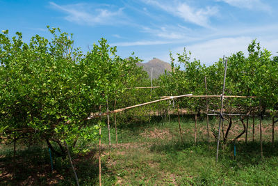 Trees growing on field against sky