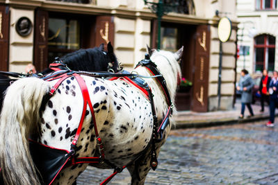 Hors cart standing in front of building