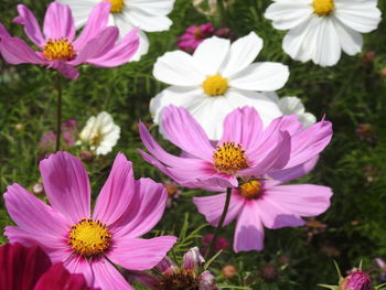 Close-up of pink cosmos flowers