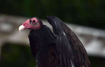 Close-up of eagle