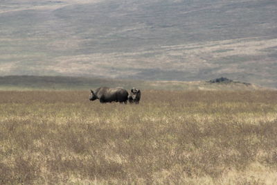 Rhinoceros ngorongoro crater