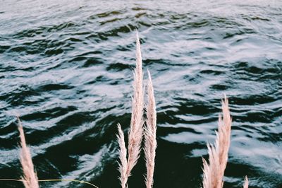 Railing in sea