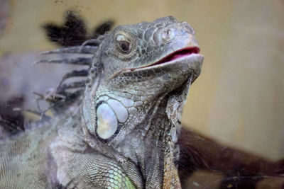 Close-up of iguana