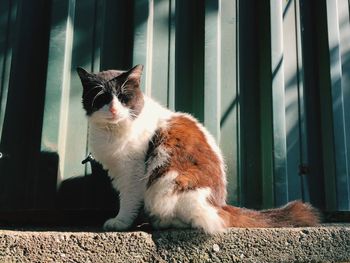 Cat sitting on window