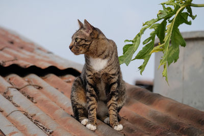 Close-up of a cat looking away