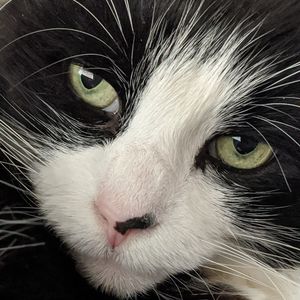 Close-up portrait of a cat