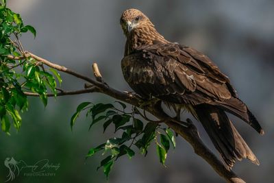 Bird perching on a branch