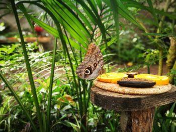 Close-up of butterfly perching on leaf