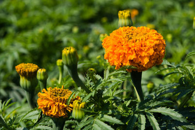 Close-up of yellow flowering plants