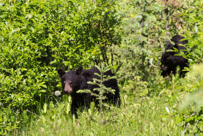 Close-up of a lizard on grass