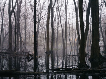 Bare trees in forest