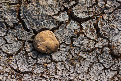 High angle view of pebbles on rock
