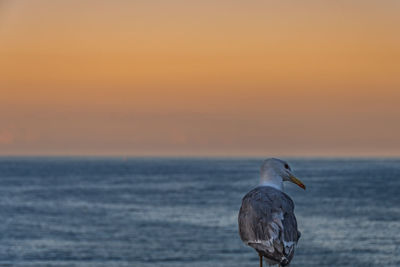 Bird flying over sea against sky during sunset