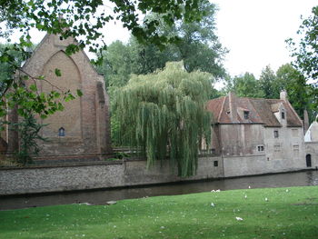 House against trees